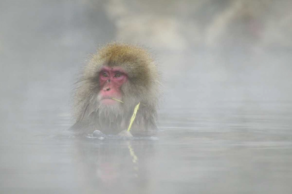 Japan A snow monkey sitting in a hot spring